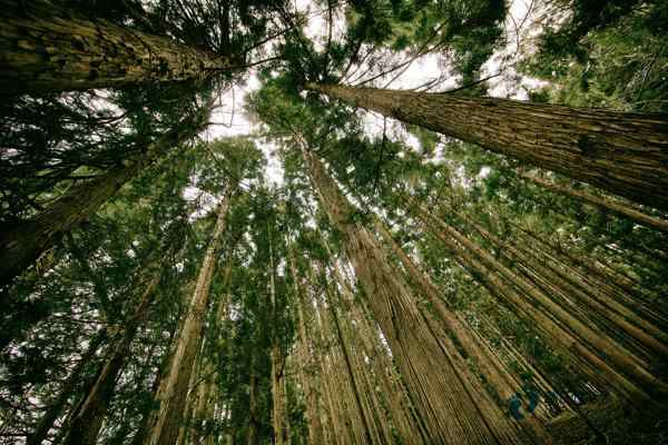 楓樺木運(yùn)動籃球木地板一般多少錢